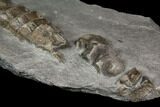 Ichthyosaur Vertebrae Column - Posidonia Shale, Germany #114214-2